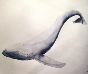 (Megaptera novaeangliae)